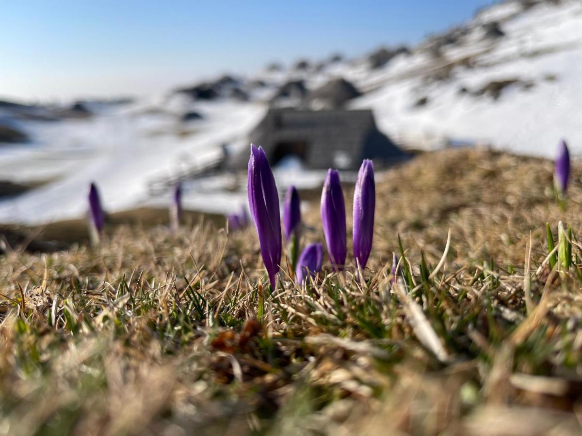 Velika Planina Chalet Slovenka Stahovica Exteriör bild
